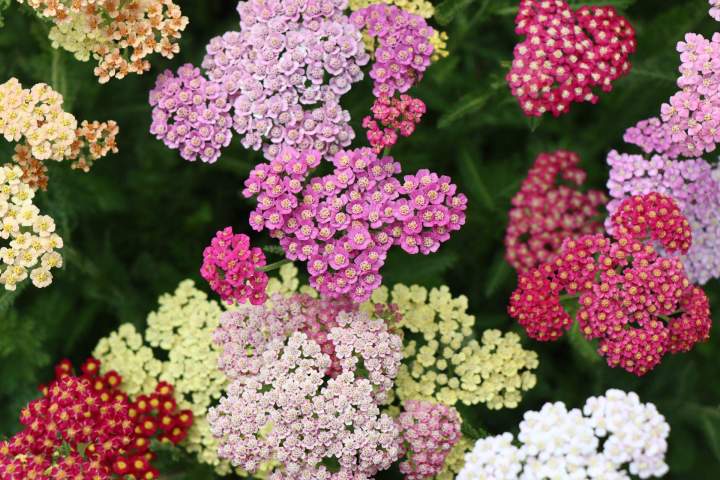 Fleuriste Morestel