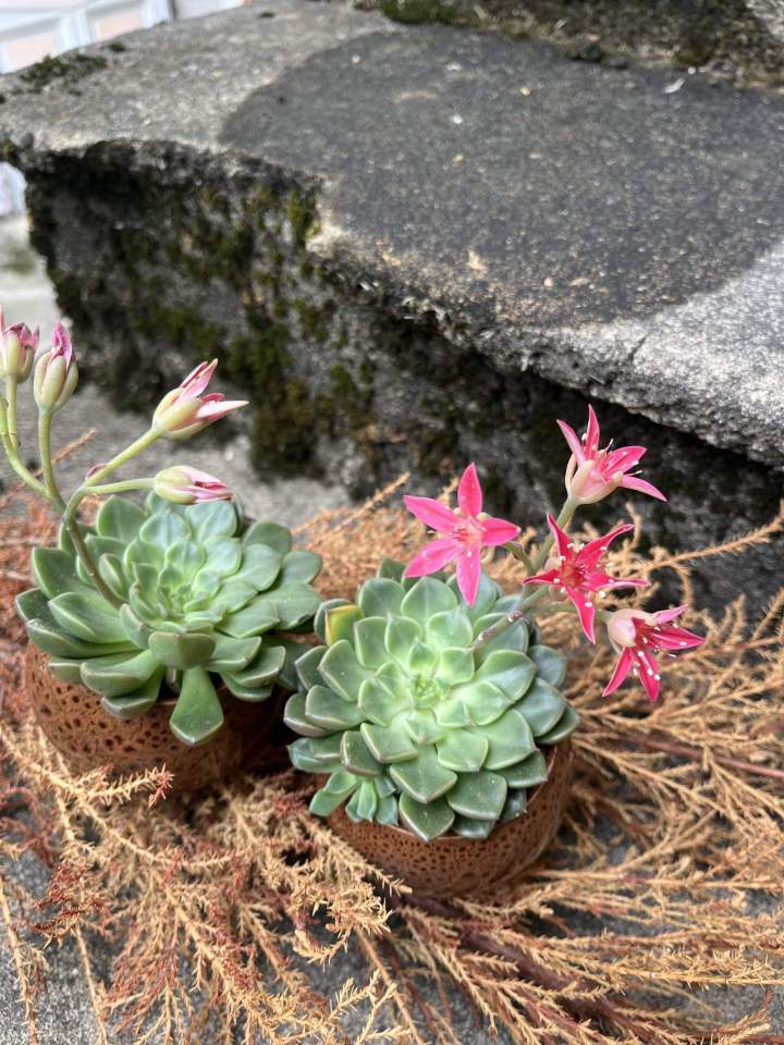 Décoration florale, Arandon-Passins