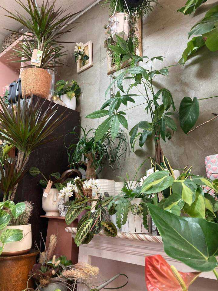 Nymphea Fleurs Morestel